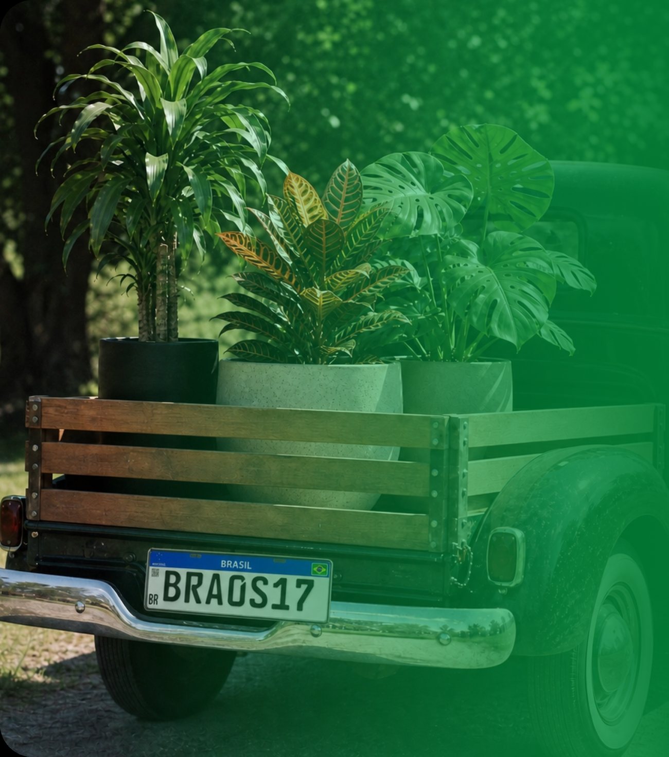 Entrega especializada de plantas e vasos