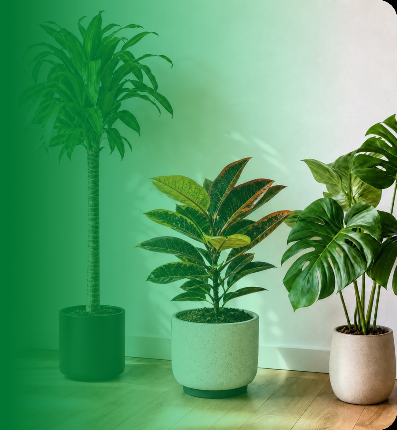Plantas e vasos em ambiente decorado
