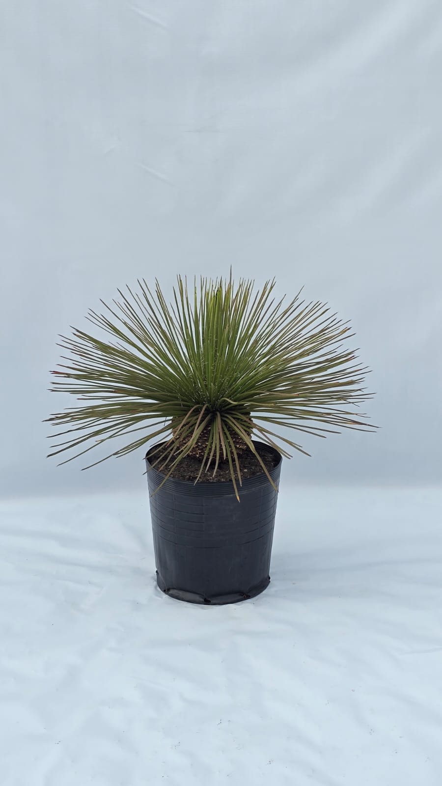 Agave Palito — Plantas para área externa na Alameda Jardins