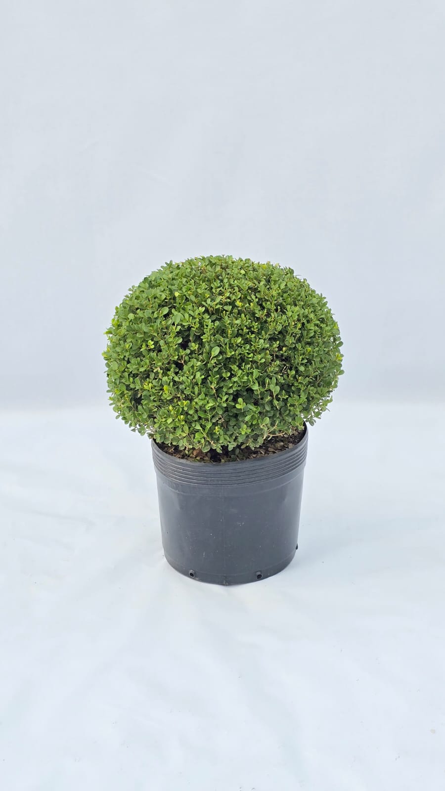 Buxinho — Plantas para área externa na Alameda Jardins