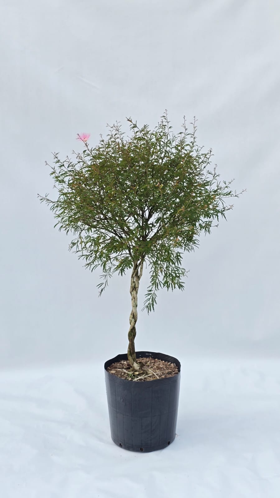 Caliandra — Plantas para área externa na Alameda Jardins