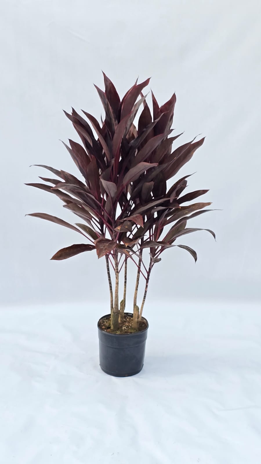 Dracena Rubra — Plantas para área externa na Alameda Jardins