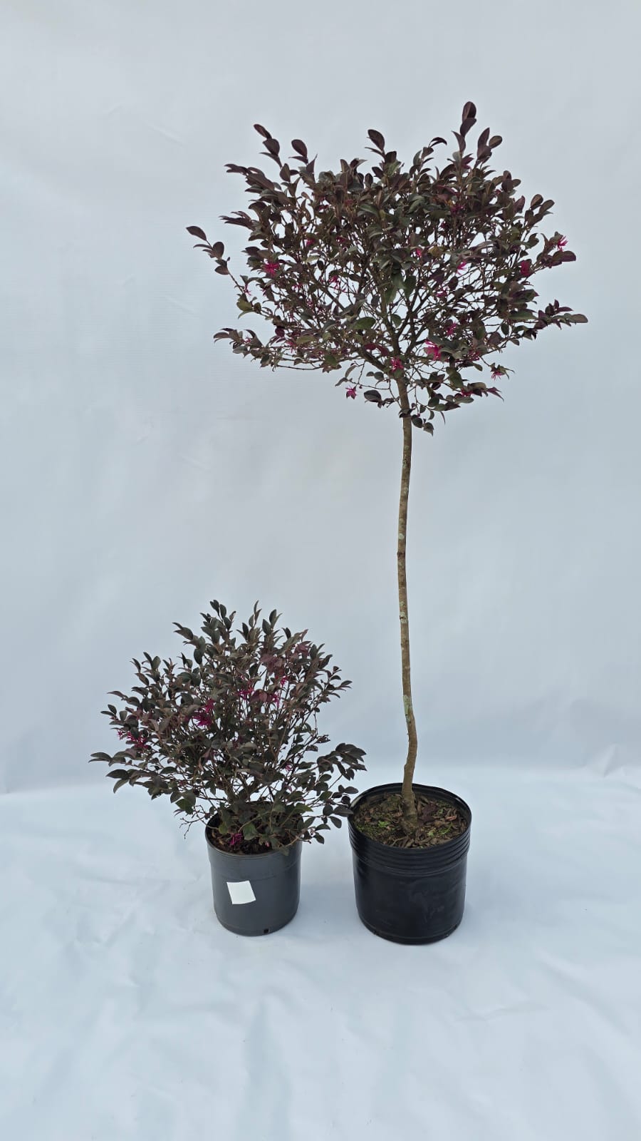 Loropetalum — Plantas para área externa na Alameda Jardins