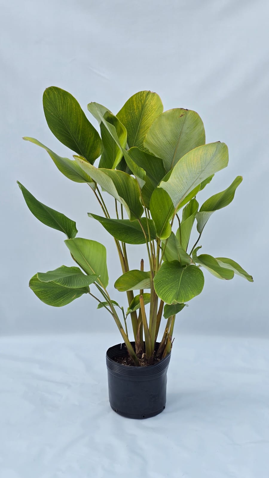Maranta Charuto — Plantas para área externa na Alameda Jardins