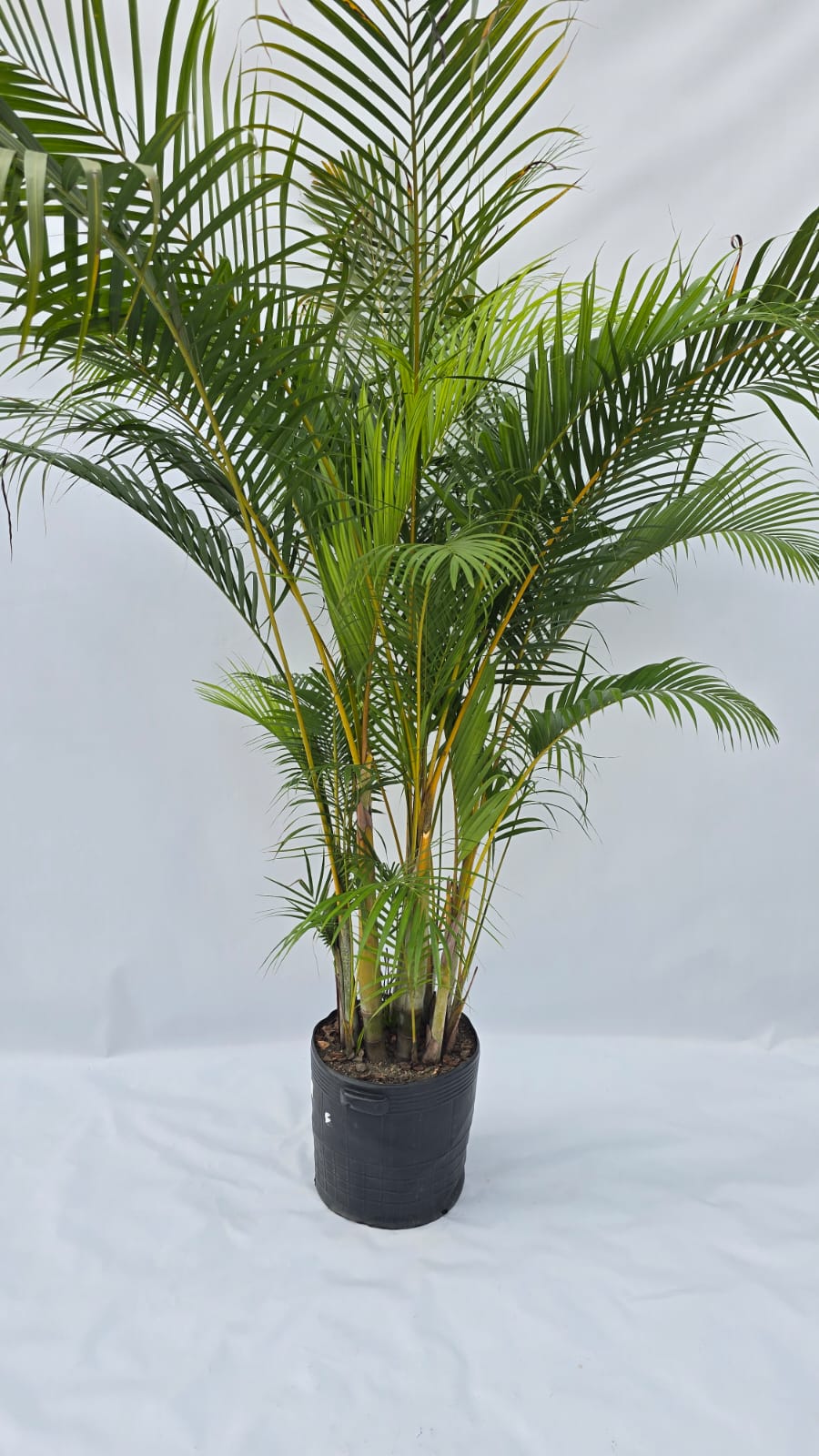 Palmeira Areca Família — Plantas para área externa na Alameda Jardins