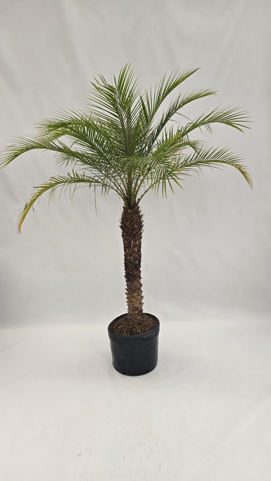 Palmeira Fênix — Plantas para área externa na Alameda Jardins