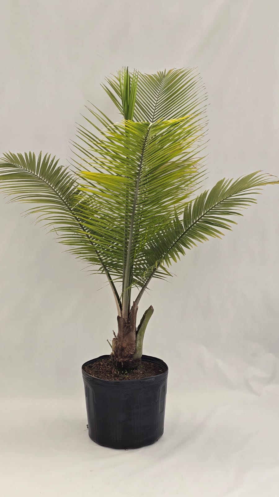 Palmeira Ravena — Plantas para área externa na Alameda Jardins