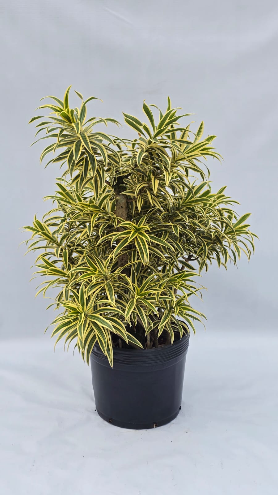 Pleomele Variegata — Plantas para área externa na Alameda Jardins