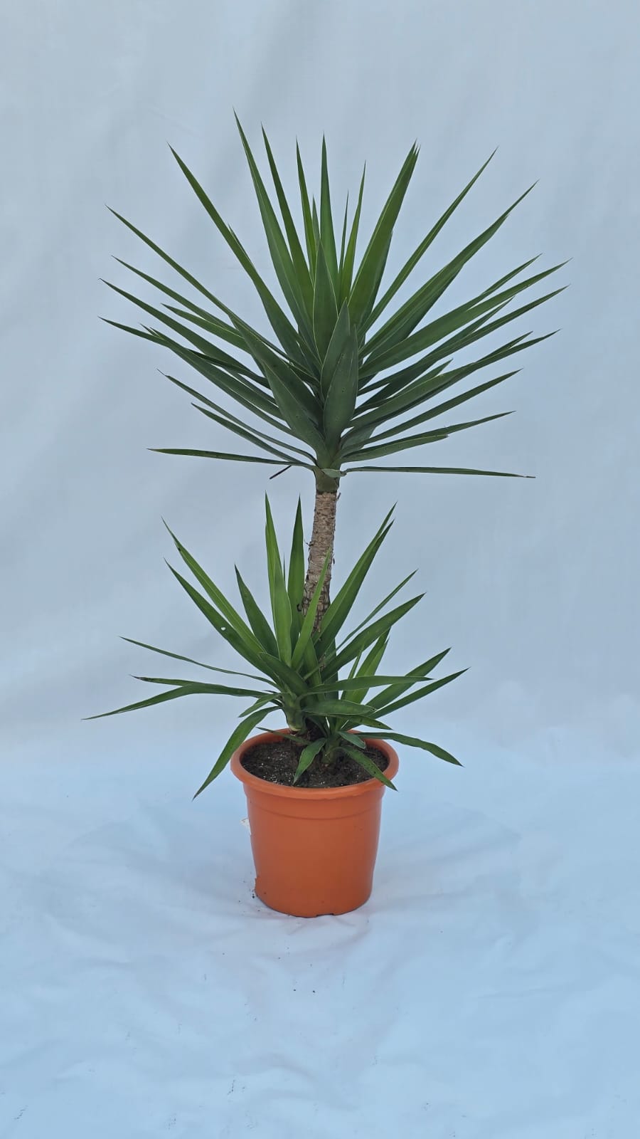 Yucca — Plantas para área externa na Alameda Jardins