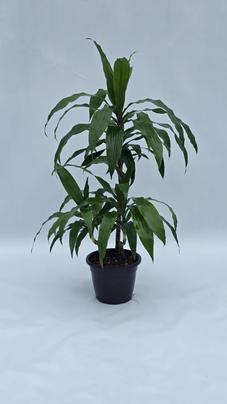 Dracena Deremensis — Plantas para área interna na Alameda Jardins
