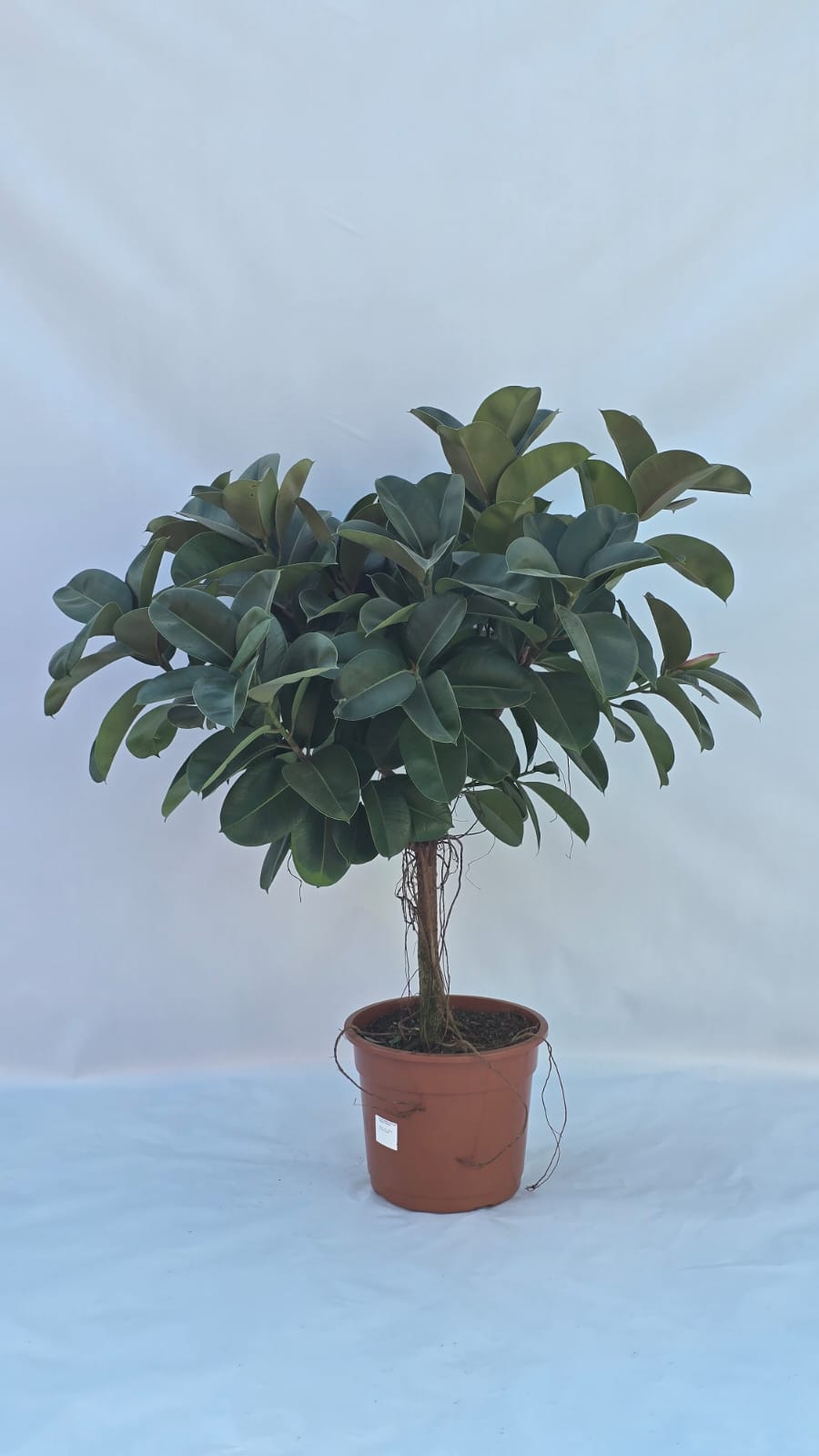 Fícus Árvore Cloe — Plantas para área interna na Alameda Jardins