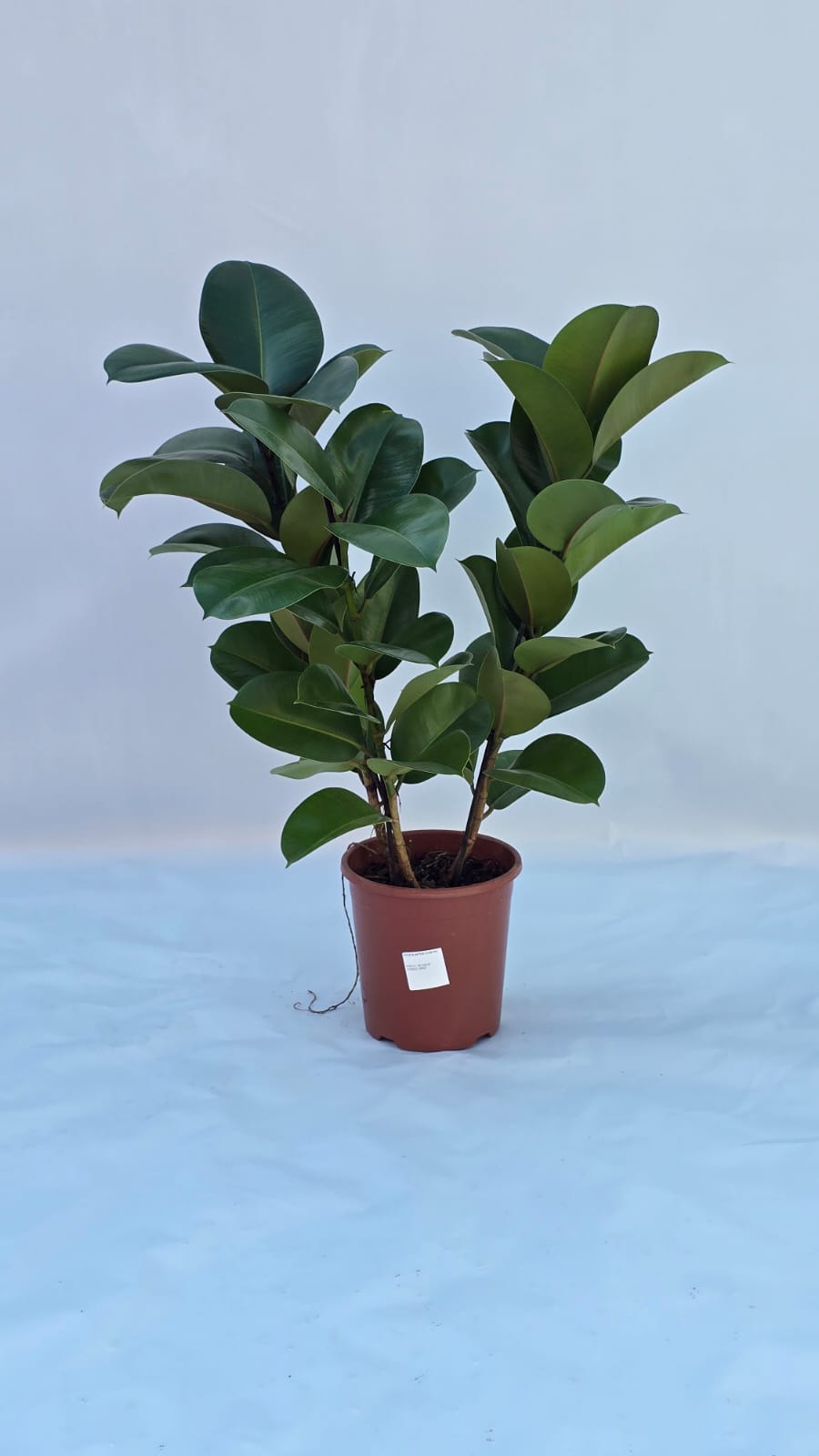 Fícus Elástica Cloe — Plantas para área interna na Alameda Jardins