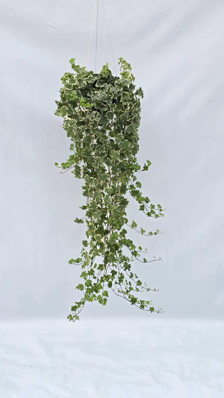 Hera — Plantas para área interna na Alameda Jardins