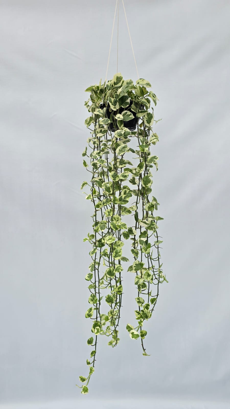 Jiboia N'Joy — Plantas para área interna na Alameda Jardins