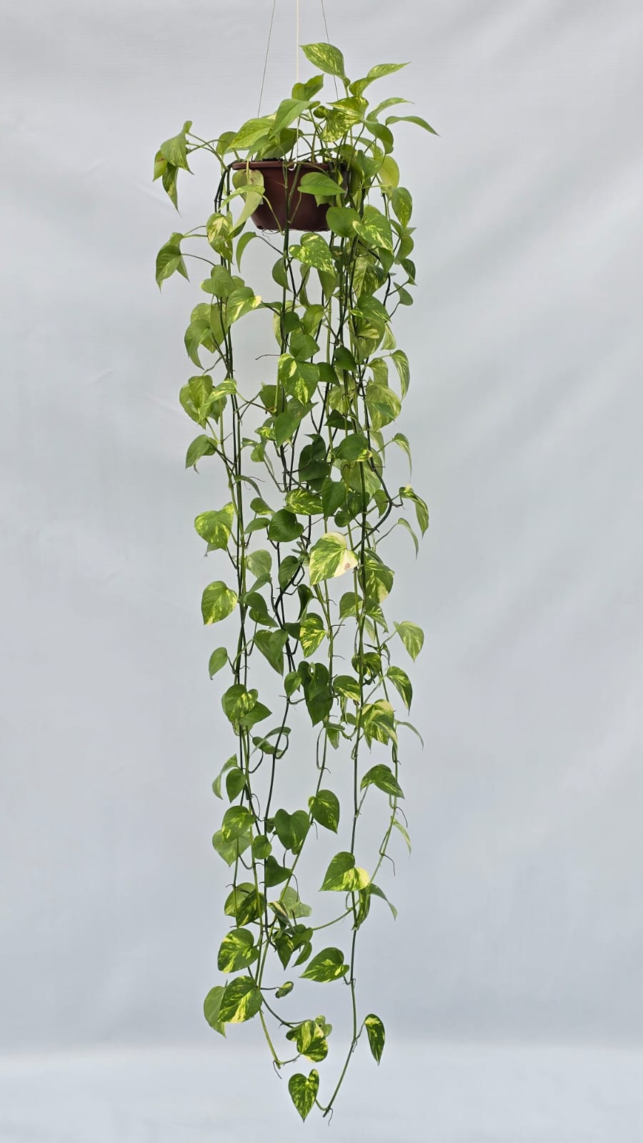 Jiboia Verde — Plantas para área interna na Alameda Jardins