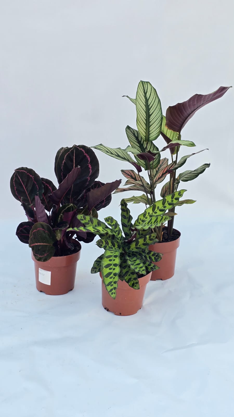 Marantas — Plantas para área interna na Alameda Jardins