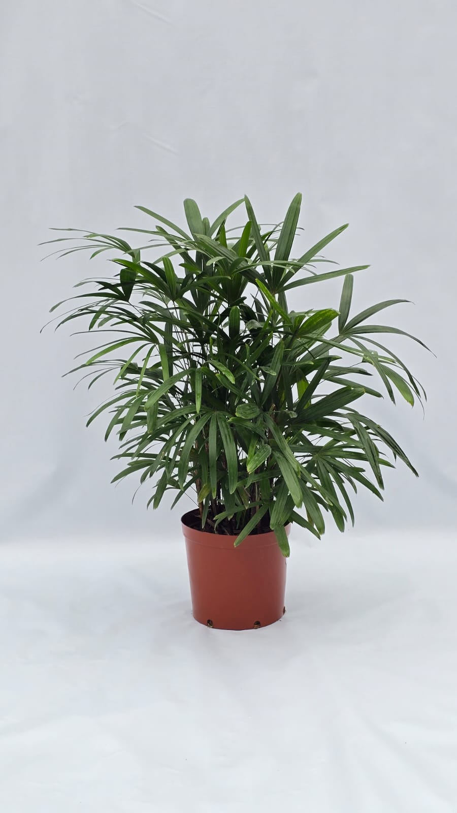 Palmeira Ráfia — Plantas para área interna na Alameda Jardins