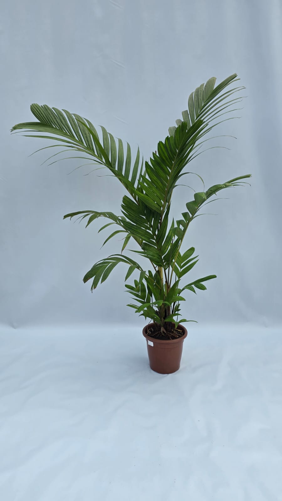 Palmeira Trianda — Plantas para área interna na Alameda Jardins