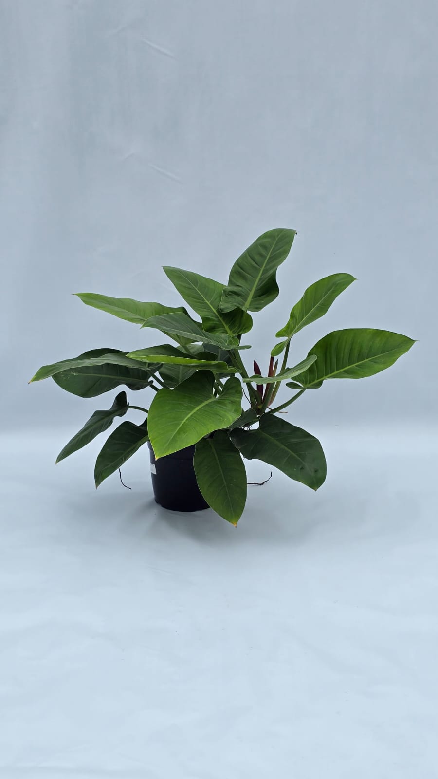 Philodendron Imperial — Plantas para área interna na Alameda Jardins