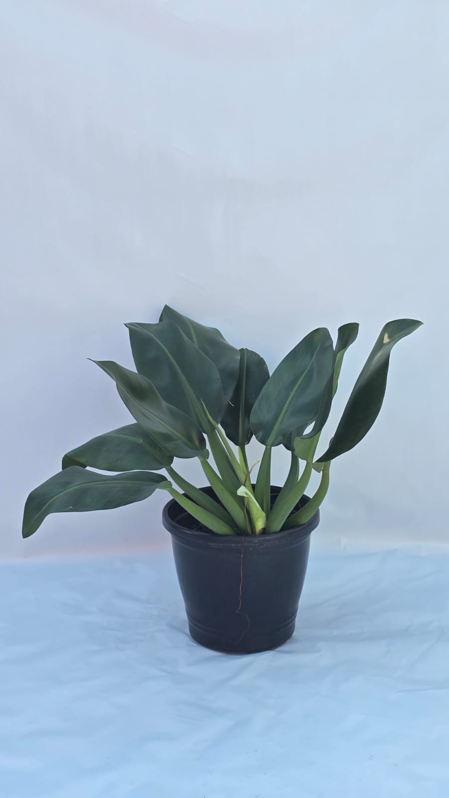 Philodendron Pacová — Plantas para área interna na Alameda Jardins