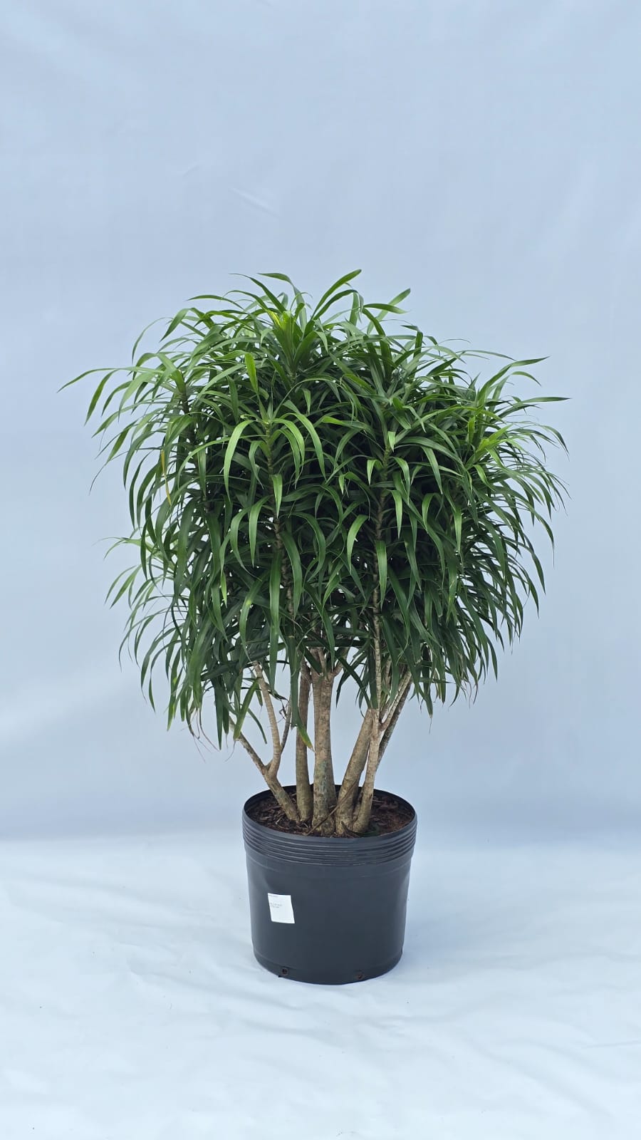 Pleomele Anitta — Plantas para área interna na Alameda Jardins