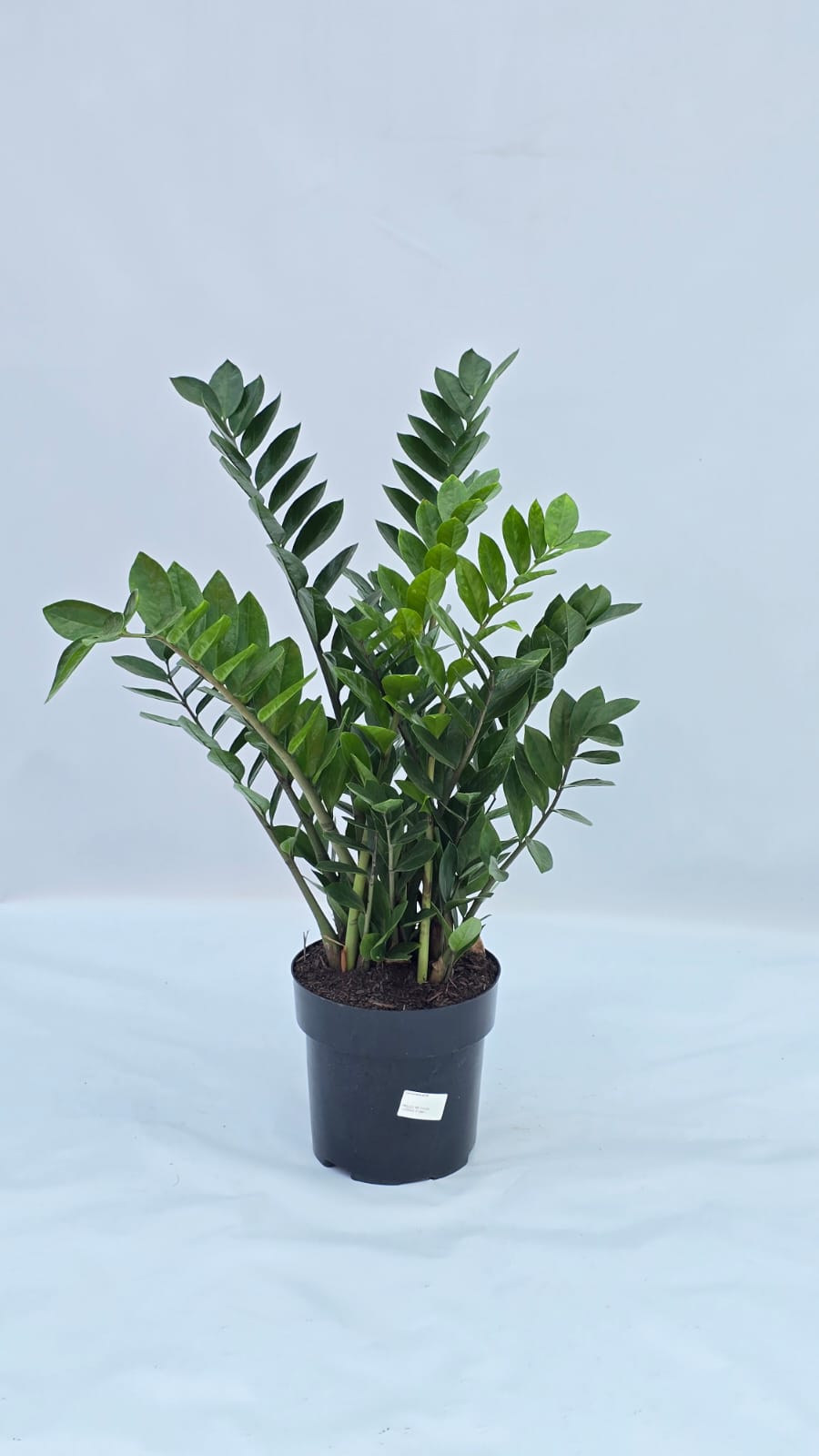 Zamioculca — Plantas para área interna na Alameda Jardins